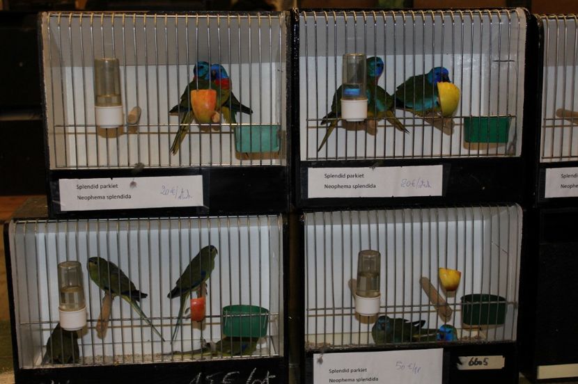  - 1B  Zwolle 2017 Olanda