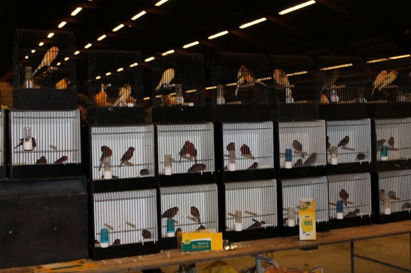  - 1B  Zwolle 2017 Olanda