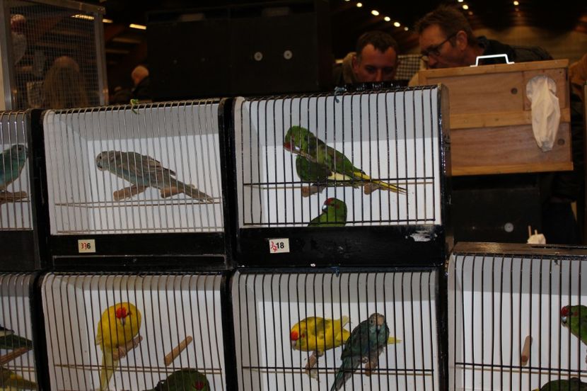  - 1B  Zwolle 2017 Olanda