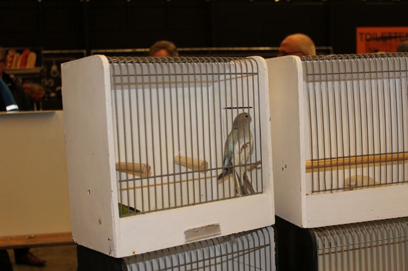  - 1B  Zwolle 2017 Olanda