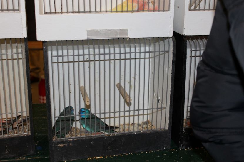  - 1B  Zwolle 2017 Olanda