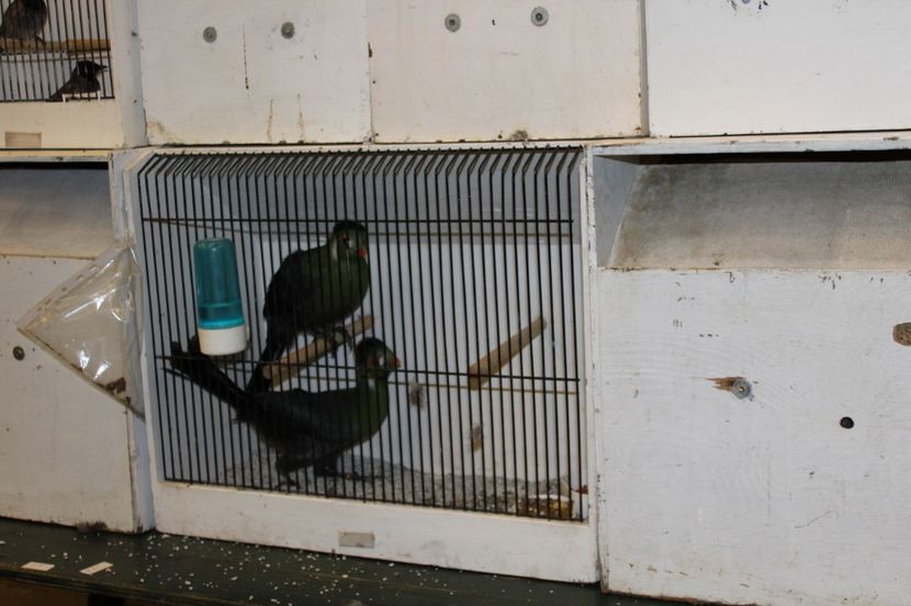  - 1B  Zwolle 2017 Olanda