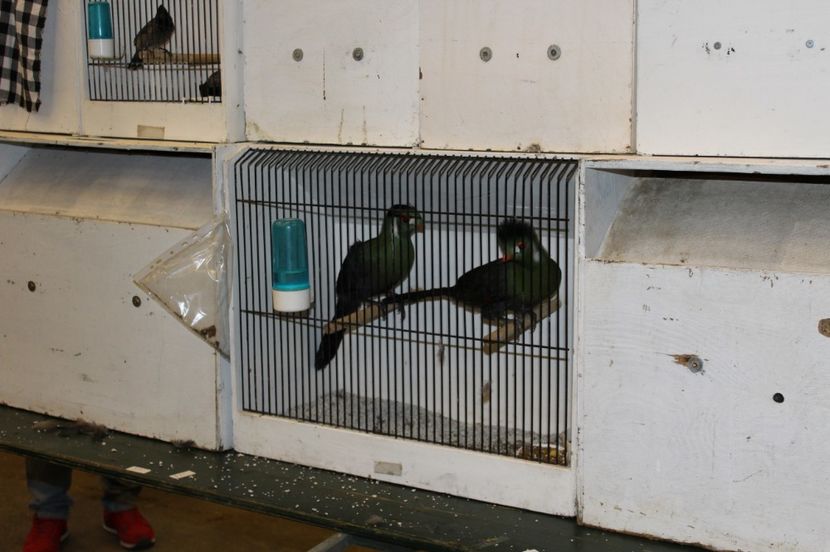  - 1B  Zwolle 2017 Olanda