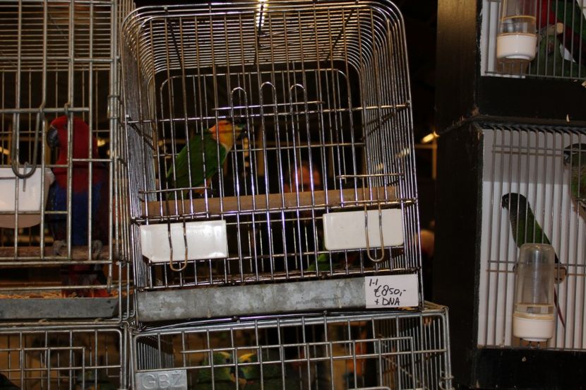  - 1B  Zwolle 2017 Olanda