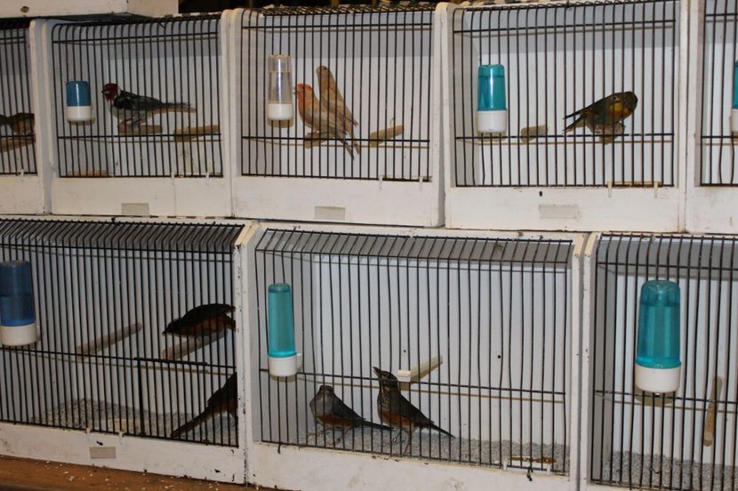  - 1B  Zwolle 2017 Olanda