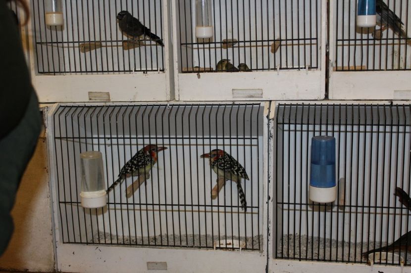  - 1B  Zwolle 2017 Olanda