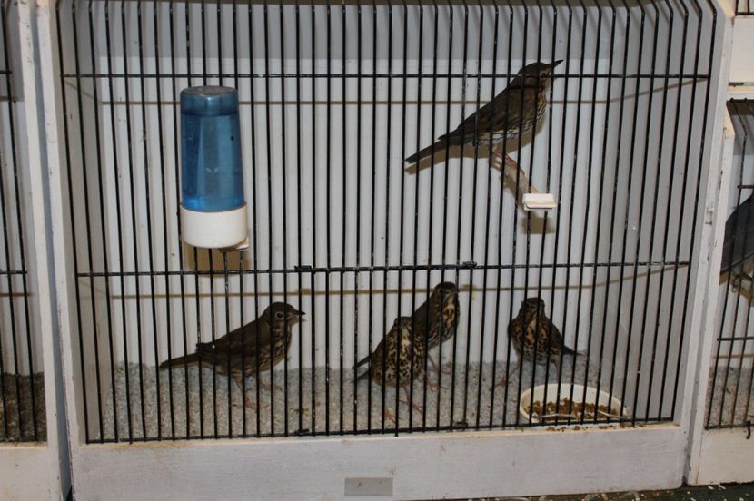  - 1B  Zwolle 2017 Olanda