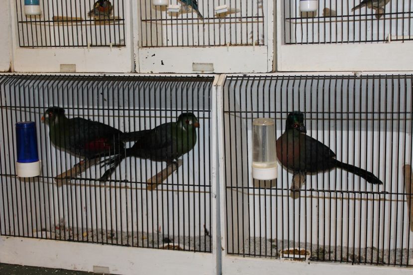  - 1B  Zwolle 2017 Olanda