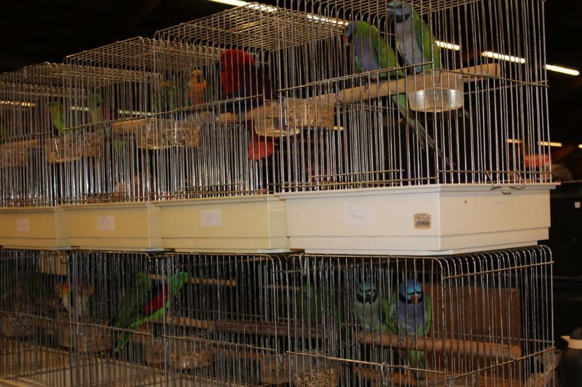  - 1B  Zwolle 2017 Olanda