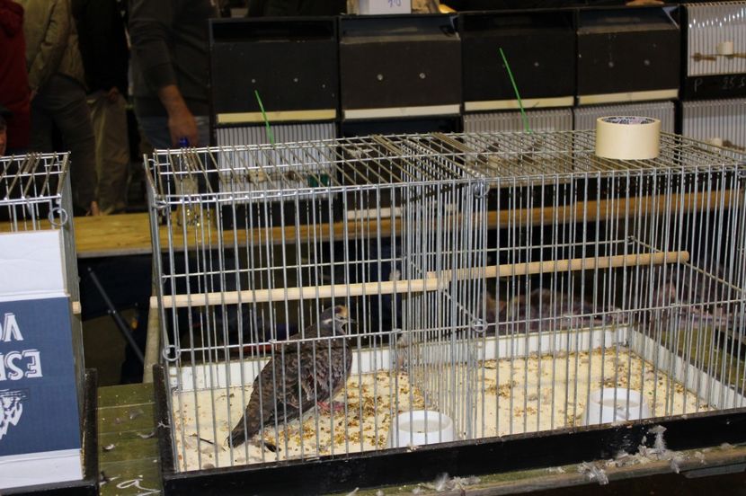  - 1B  Zwolle 2017 Olanda