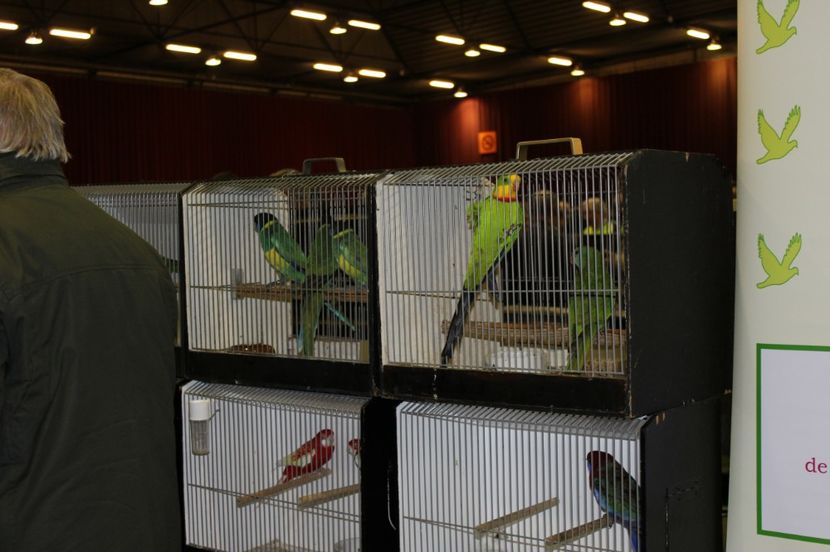  - 1B  Zwolle 2017 Olanda