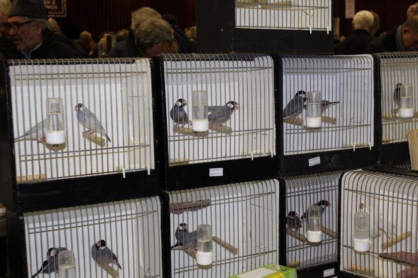  - 1B  Zwolle 2017 Olanda