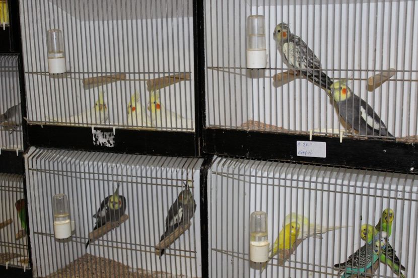  - 1B  Zwolle 2017 Olanda