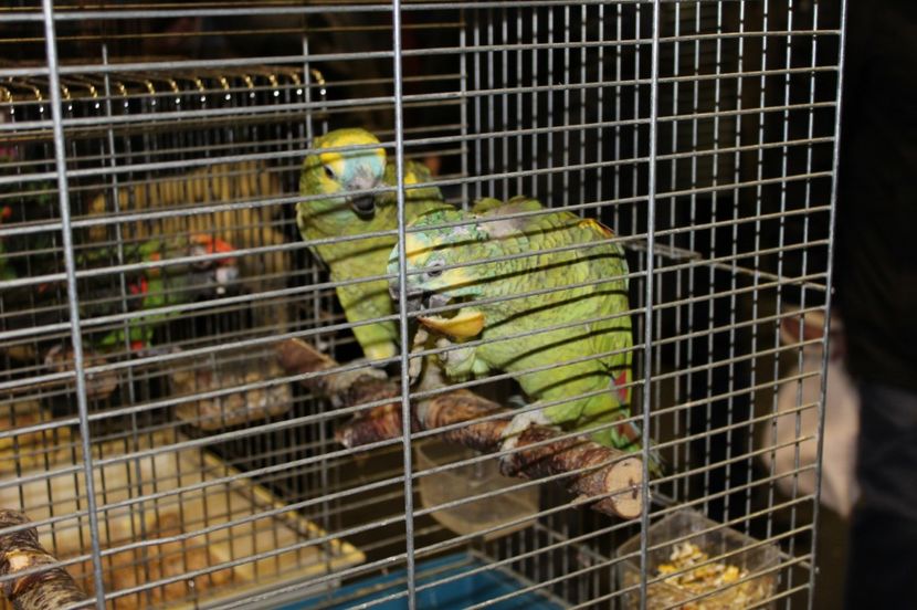  - 1B  Zwolle 2017 Olanda