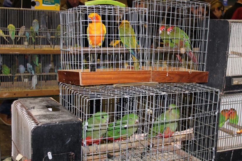  - 1B  Zwolle 2017 Olanda