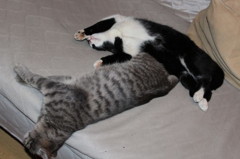  - 1B  Zwolle 2017 Olanda