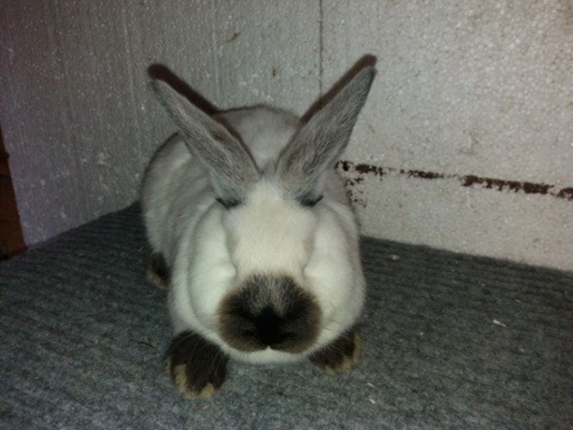  - Arhivă-Californieni