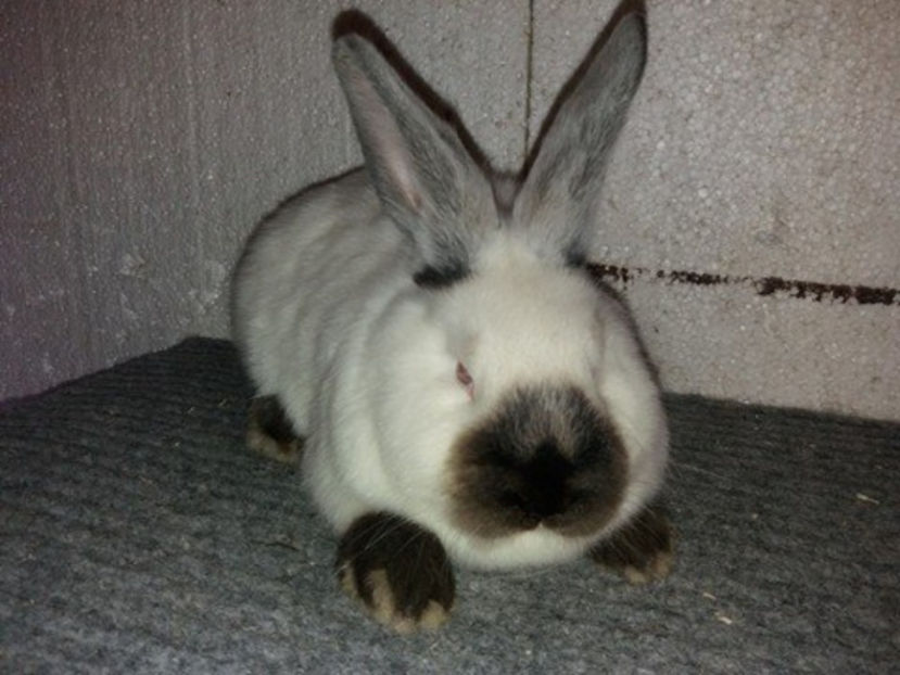  - Arhivă-Californieni