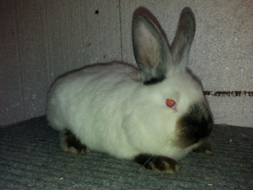  - Arhivă-Californieni