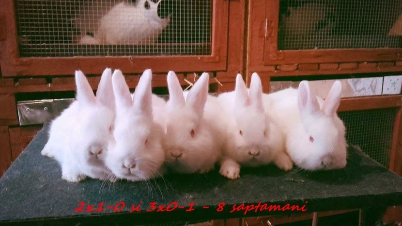 cuib 2 ..8 saptamani - tineret neo