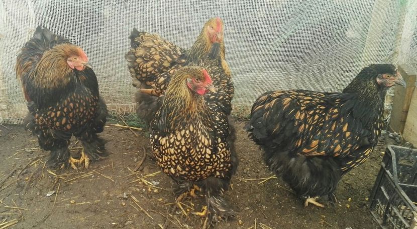  - Cochinchina urias auriu 2017