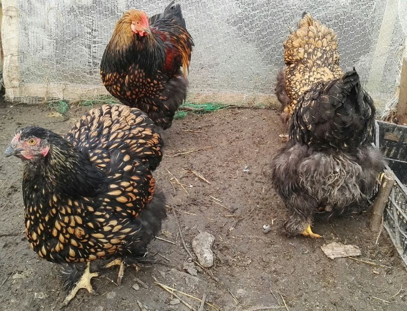  - Cochinchina urias auriu 2017