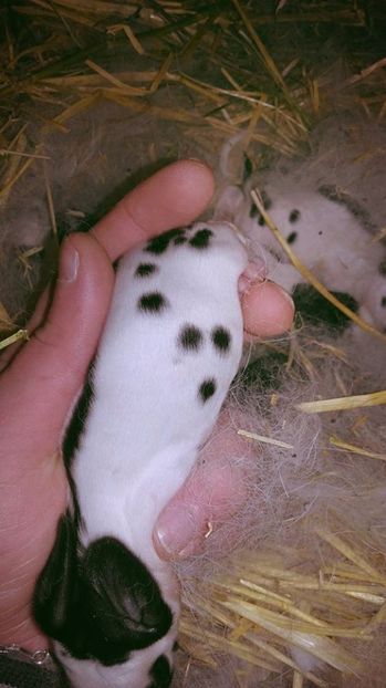  - FEMELA 1 Urias pestrit de la Catea Cristian