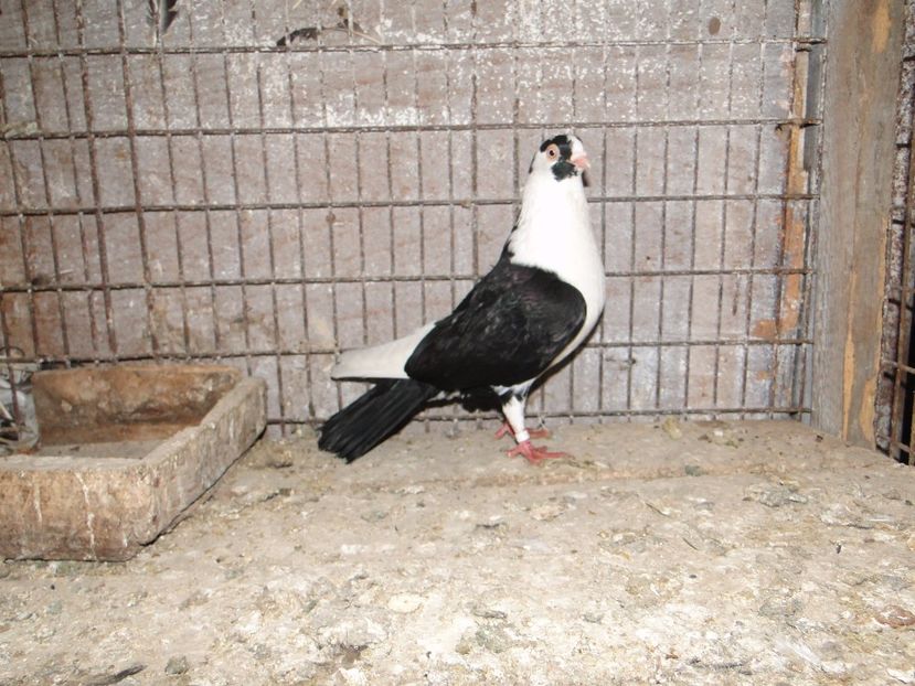  - porumbei care mi-au apartinut