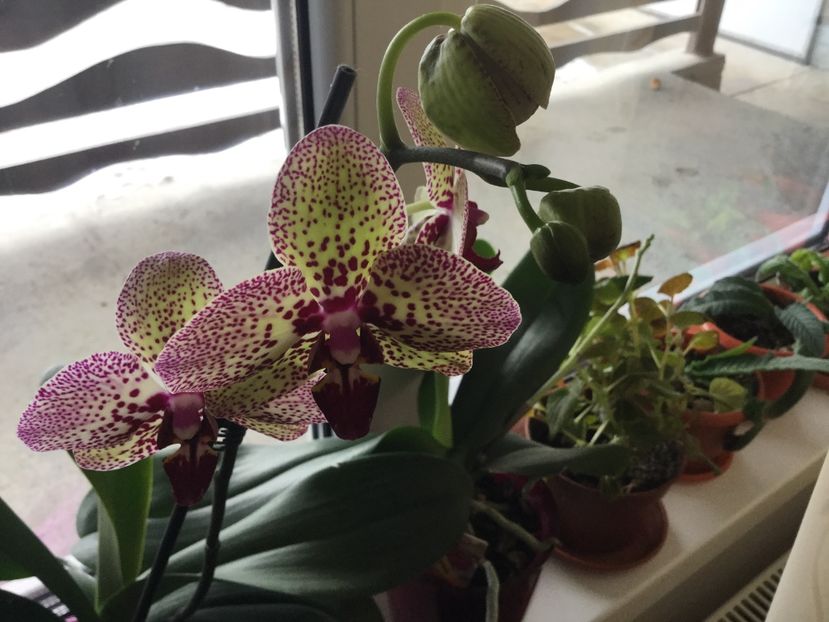  - Flori de camera 2017