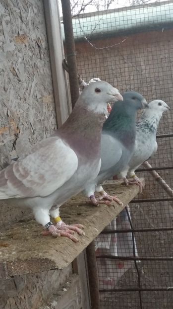 - 1 AAAB PORUMBEI STANDARD 2017