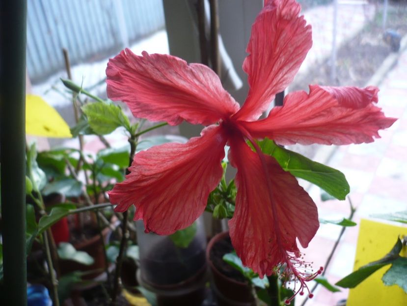 21.02.2017 - Cooperii snow queen