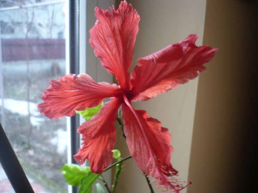 P1310098 - Cooperii snow queen