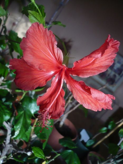 P1310100 - Cooperii snow queen