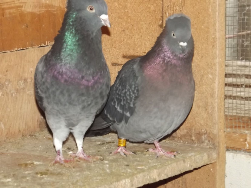  - Zburatori de Beograd