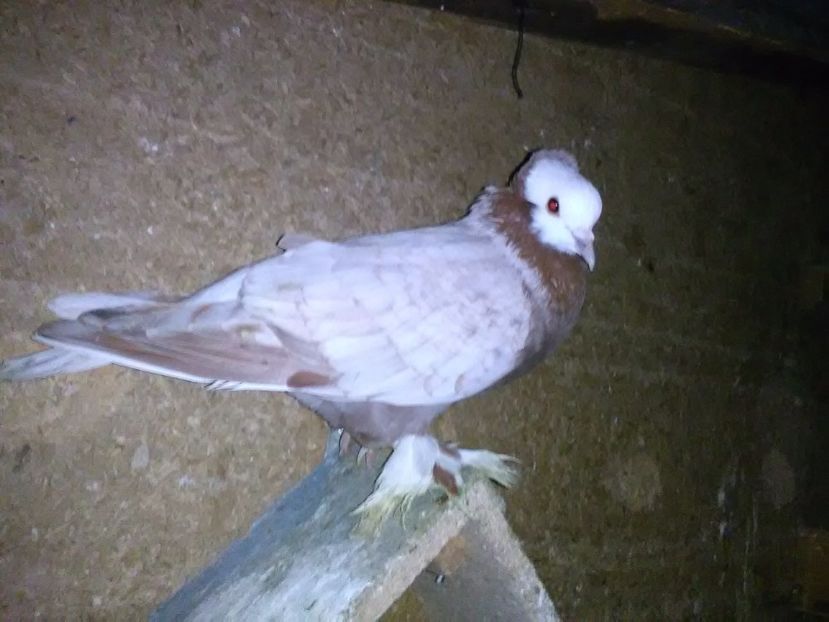 acelasi - Porumbei vanduti