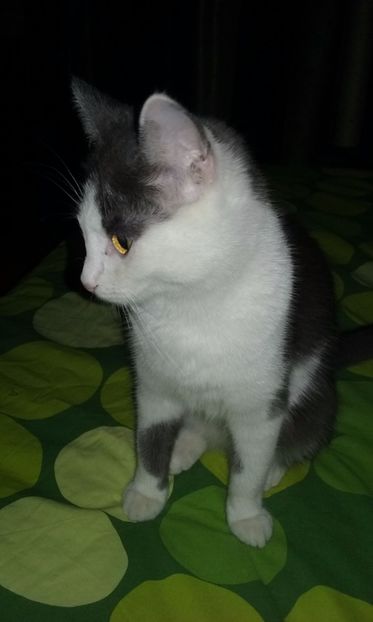  - ELSA