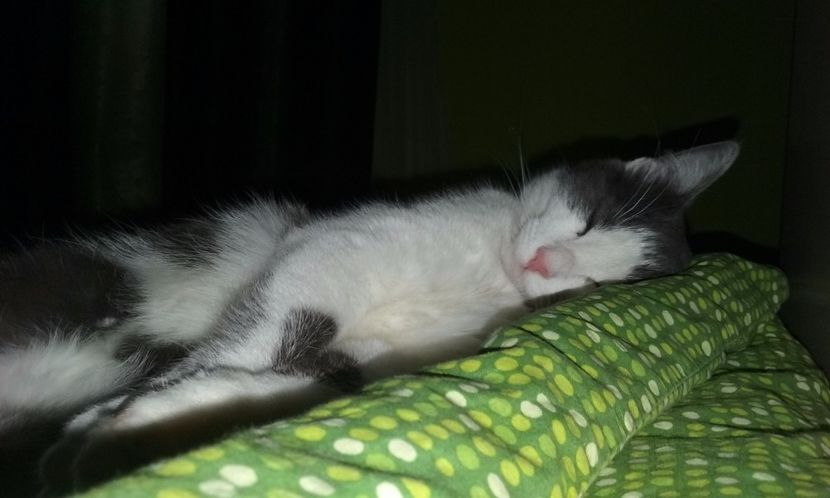  - ELSA