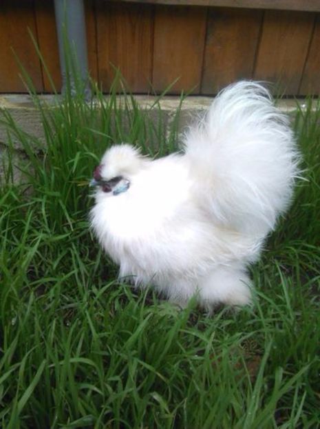 106064504_NRXDBBK - Cocosi matase japoneza alba de vanzare 50 ron bucata