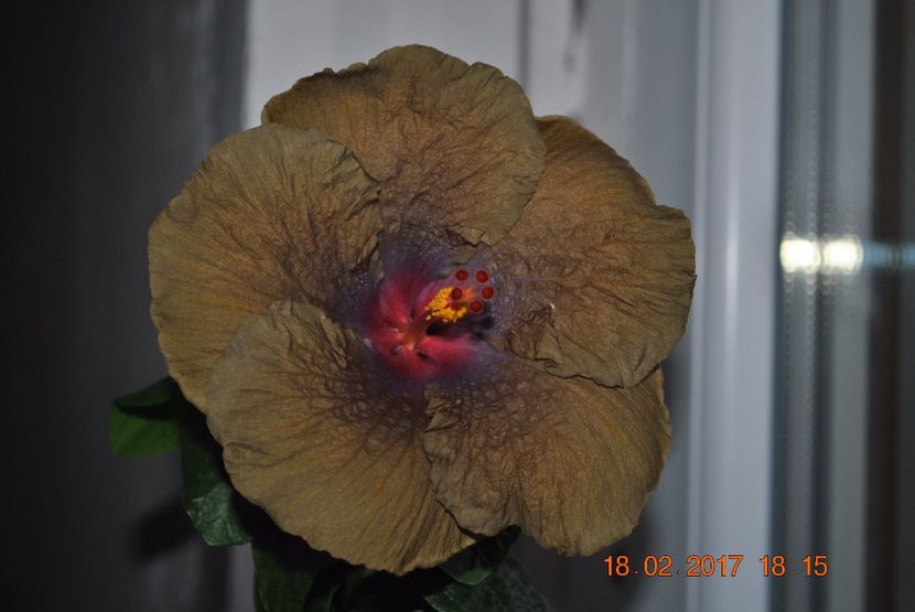  - Hibiscus - Wallflower