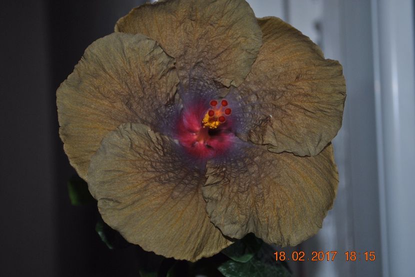  - Hibiscus - Wallflower