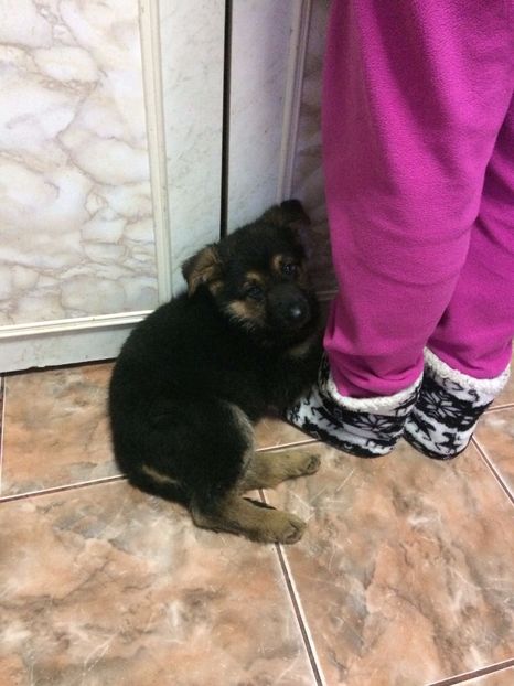 Sara !! Ciobanesc german - Paznicii curtii