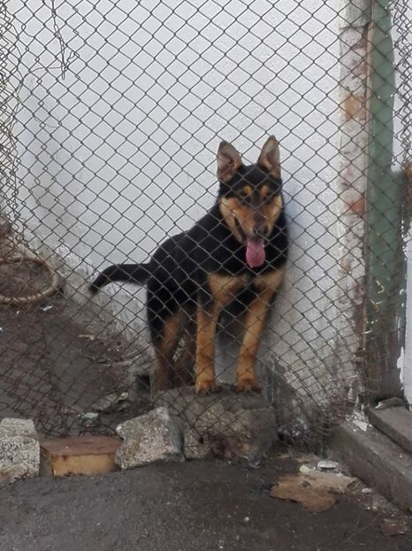 Rex !! Rasfatatul - Paznicii curtii