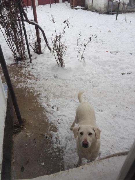 Bella !! Paznicul porumbeiilor !! - Paznicii curtii