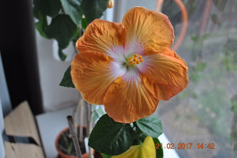  - Hibiscus - Saffron