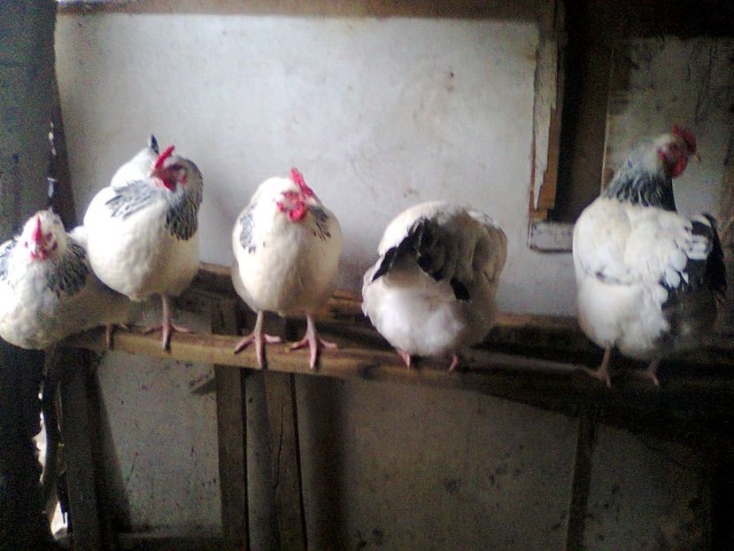 Fotografie2450 - fam 2 SHD