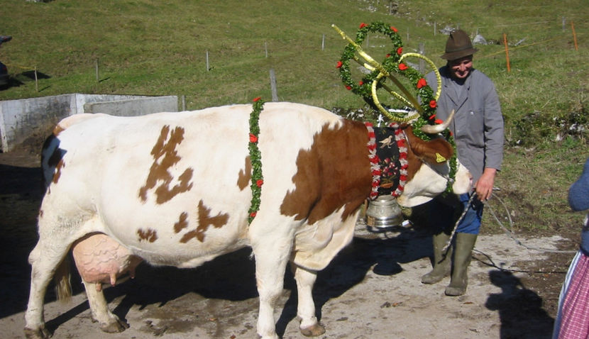 Baltata impodobita frumos - RASE DE VACI FRUMOASE-2