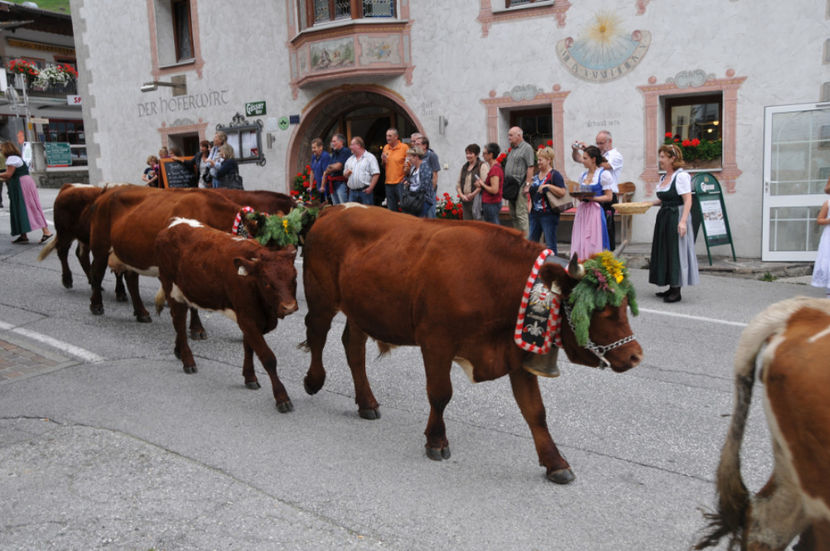 Cu vacutele pe drum - 689 - RASE DE VACI FRUMOASE-2