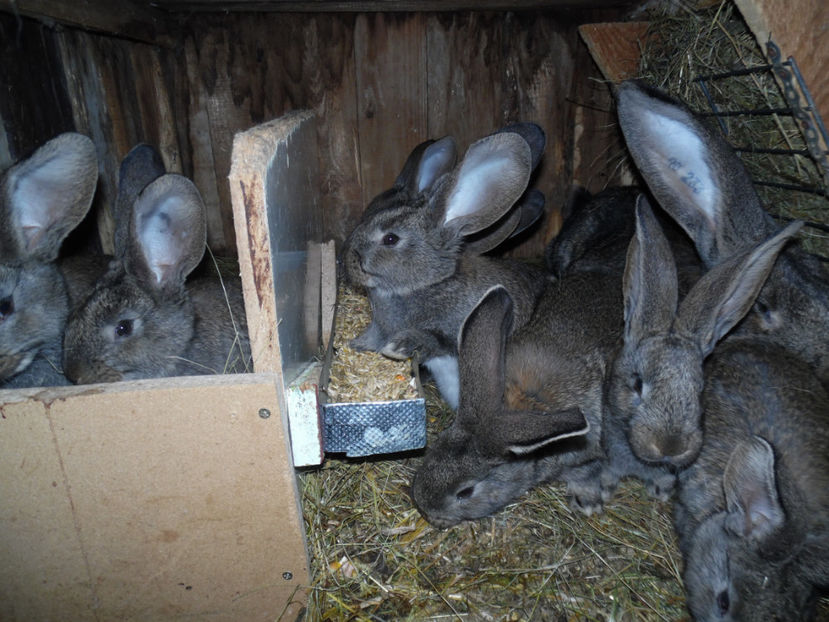 Cuib la 6 saptamani - 05 O FEMELA ADEVARATA--VIDEO 18 01 2017