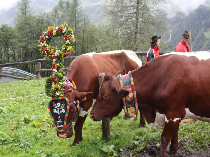 Pinzgauer frumoase - RASE DE VACI FRUMOASE-2