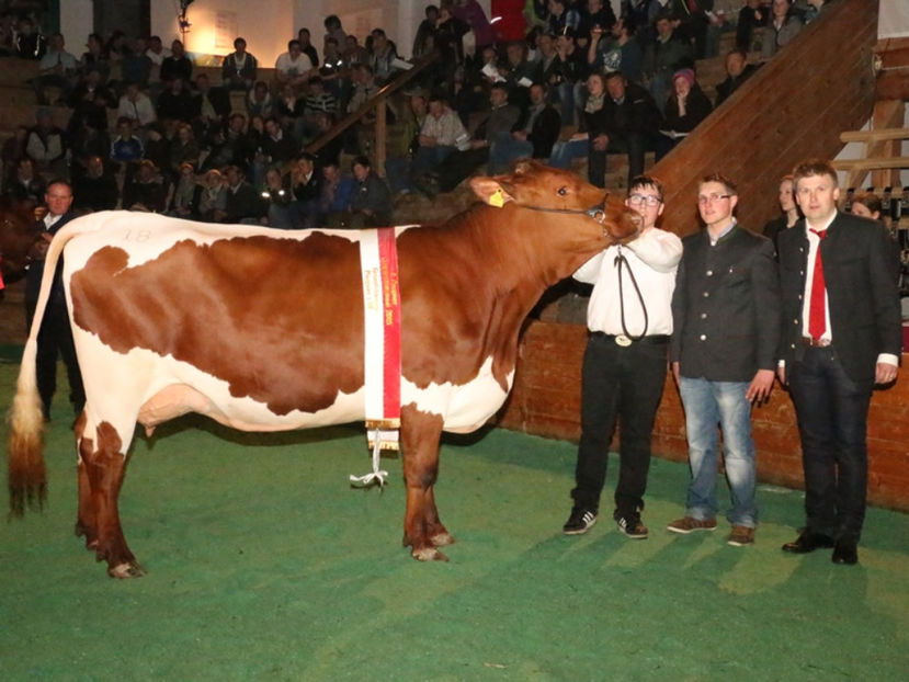 Pinzgauer premiata - RASE DE VACI FRUMOASE-2